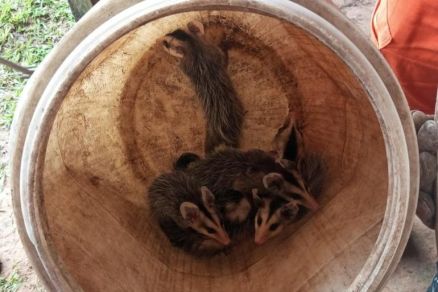 Fauna � resgatada ao Corpo de Bombeiros e levada a local adequado 