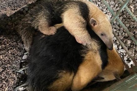 Tamandu�s resgatados