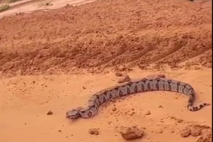 JIboia flagrada pela T�cnica em agropecu�ria 