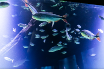 Mercado do Porto, Aqu�rio, Museu do Rio e Parque das �guas s�o op��es no feriado