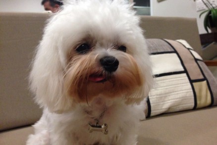 cão perdido