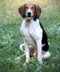 CÃO