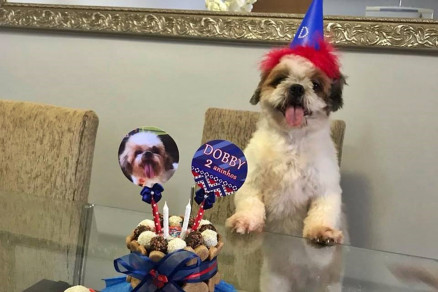 BOLO CACHORRO 