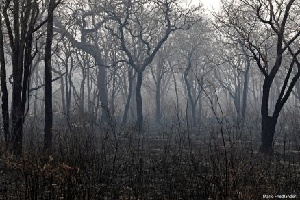Pantanal - Mário Friedlander