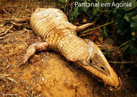 Pantanal - Mário Friedlander