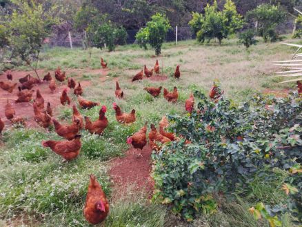 Granja Campos