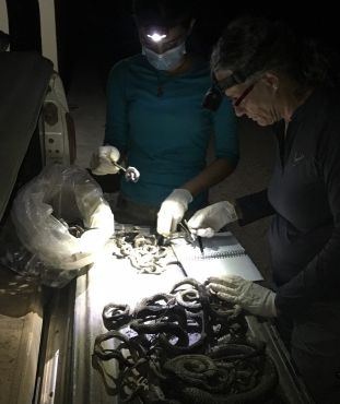 Especial animais queimados 