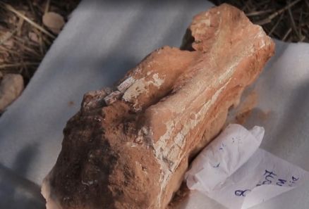 ossos de dinossauros