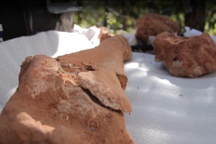 ossos de dinossauros