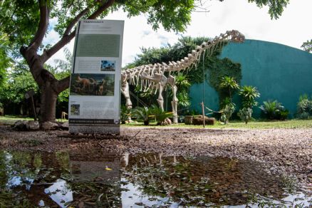 R&Atilde;&copy;plicas de f&Atilde;&sup3;sseis no Museu de Hist&Atilde;&sup3;ria Natural