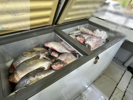 Pescado irregular apreendido