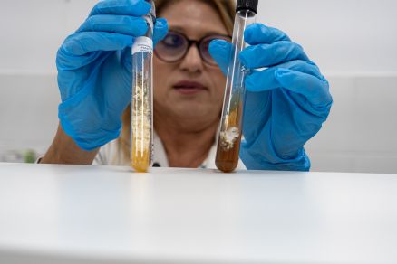 Rosane Hanhn mostra fungos Lutzii no laborat&oacute;rio 